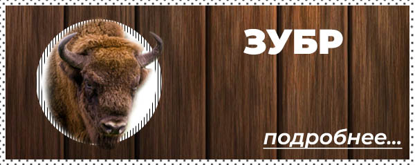 Охота на зубра в Беларуси