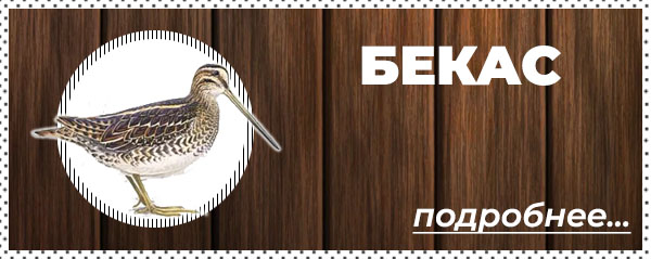 Охота на бекаса в Беларуси