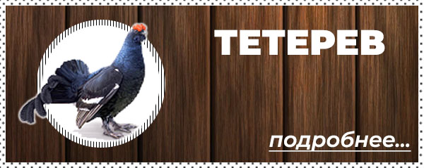 Охота на тетерева в Беларуси