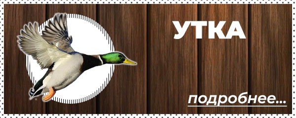 Охота на утку в Беларуси